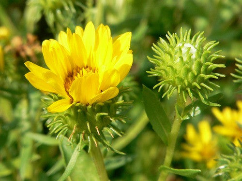 GRINDELIA  EXTRACT   ( Grindelia squarrosa ) -   4 ounce size - Ready To Ship August  15th, 2022