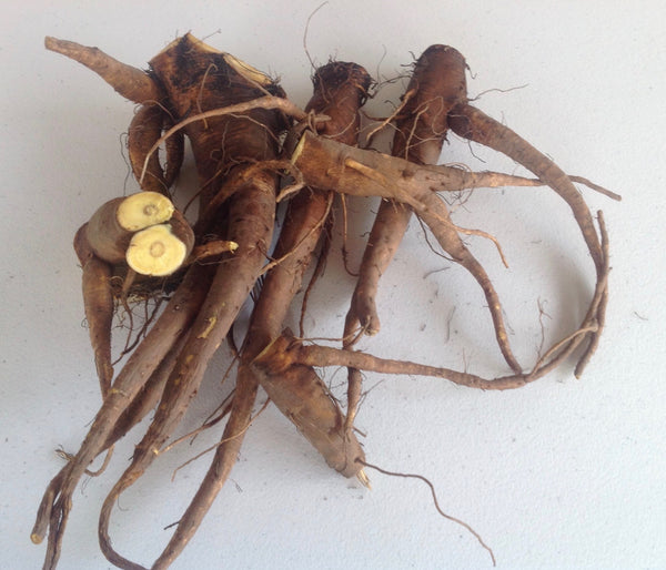 FRESH YELLOW DOCK ROOTS - Rumex Crispus - 1 Pound Fresh Roots - Available in The FALL/2023