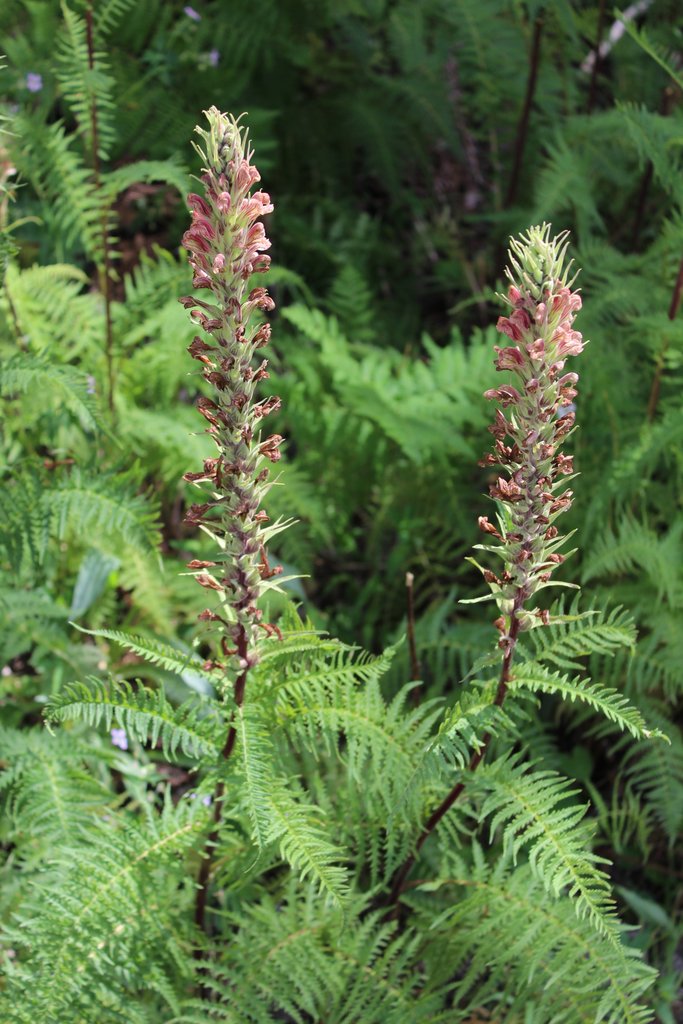 Pedicularis - Betony - Pedicularis grayi - 8 Ounces (dry bulk) - Ready By Mid June