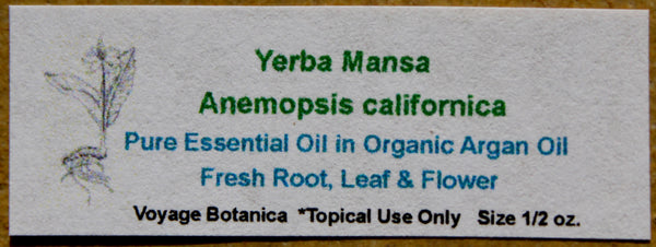 Pure Essential Oil of Yerba Mansa in a base of Organic Argan Oil - 1 ounce size -
