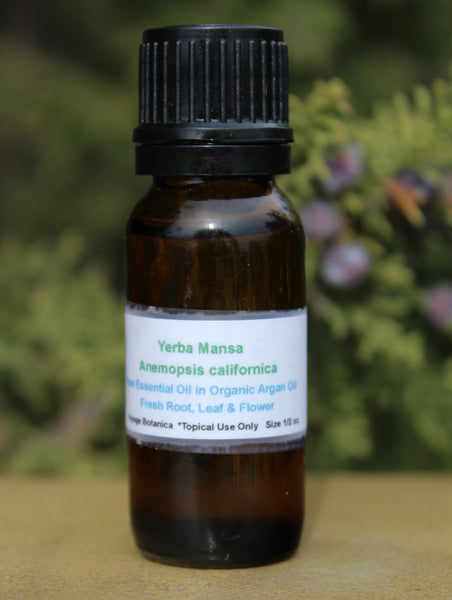 Pure Essential Oil of Yerba Mansa in a base of Organic Argan Oil - 2 ounce size -