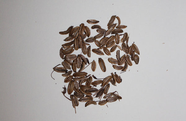 (50) OSHA SEEDS - Ligusticum porteri - With Mycelium Rich Soil - AVAILABLE AFTER OCTOBER/2023