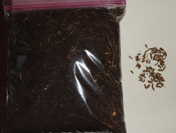 (50) OSHA SEEDS - Ligusticum porteri - With Mycelium Rich Soil - AVAILABLE AFTER OCTOBER/2023