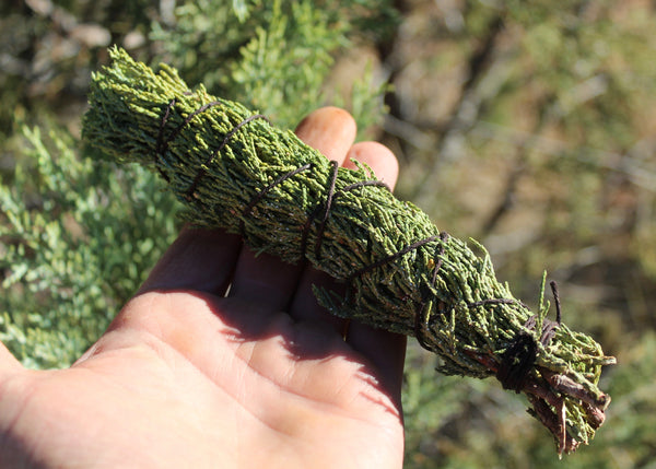 ALLIGATOR JUNIPER - Juniperus deppeana - Smudges for Cleansing, Blessing, Protection  (3 count) -