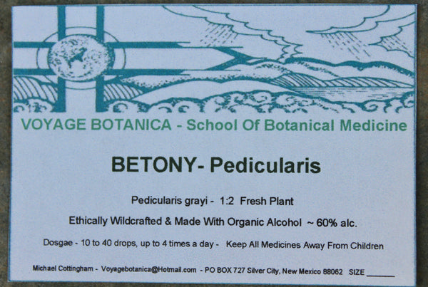 BETONY - Pedicularis grayi  - 4 Ounce Size -