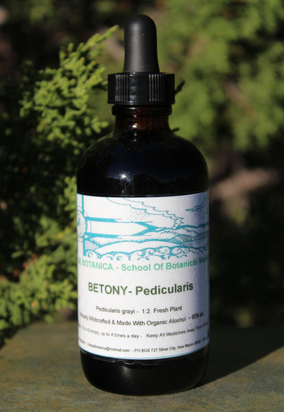 BETONY - Pedicularis grayi  - 2 Ounce Size -