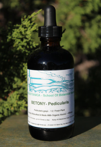 BETONY - Pedicularis grayi  - 4 Ounce Size -