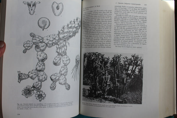 (BARGAIN) The Cacti of the United States and Canada.  Benson, Lyman - Lucretia Breazeale Hamilton (Illustr.) -
