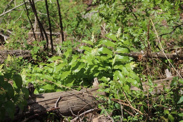 FRESH FALSE SOLOMON'S SEAL - Maianthemum racemosum 1 Pound Fresh Roots  - AVAILABLE  SPRING (March), 2022