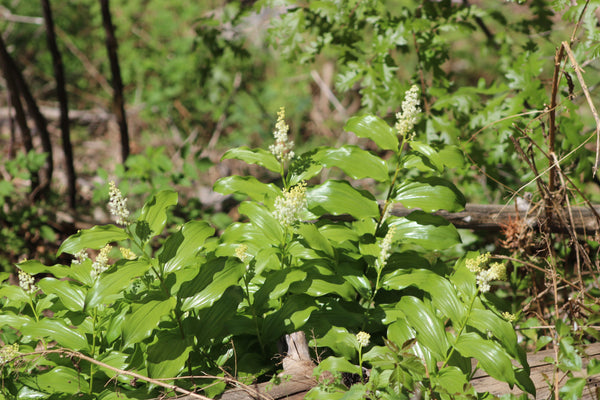 FRESH FALSE SOLOMON'S SEAL - Maianthemum racemosum 1 Pound Fresh Roots  - AVAILABLE  SPRING (March), 2022