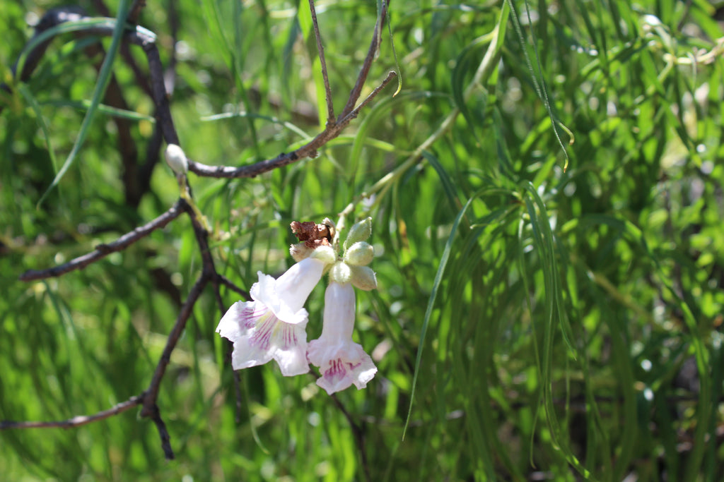 FRESH DESERT WILLOW - Chilopsis linearis - 1 Pound Fresh Leaf and Branches - ORDER FOR LATE SPRING/SUMMER 2022 Delivery!