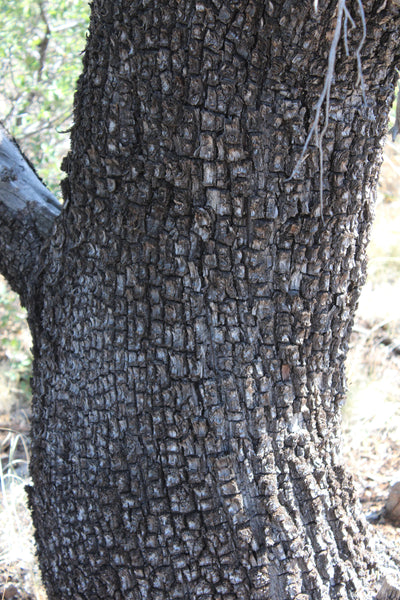 FRESH ALLIGATOR JUNIPER (Incense Juniper) - Juniperus deppeana - 1 pound Fresh Branch Ends