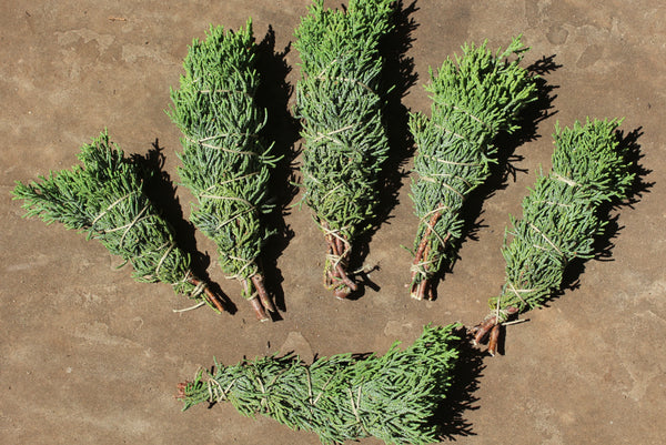 FRESH ALLIGATOR JUNIPER (Incense Juniper) - Juniperus deppeana - 1 pound Fresh Branch Ends