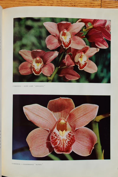 ORCHIDS IN AUSTRALIA  Moulen, Fred (Author Photographer)  Published by Edita S.A. Lausanne, Sydney, Australia (1958)