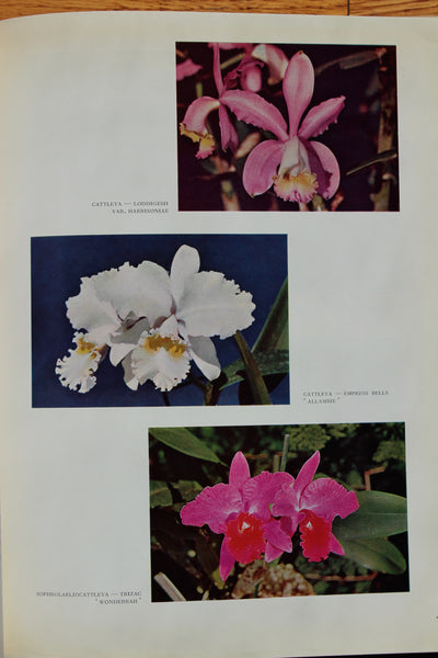 ORCHIDS IN AUSTRALIA  Moulen, Fred (Author Photographer)  Published by Edita S.A. Lausanne, Sydney, Australia (1958)