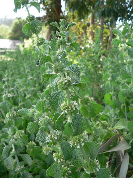 FRESH HOREHOUND Leaf & Flower - Marrubium vulgare - 1 Pound Fresh Leaf & Flower  - NEXT - Available Spring 2023