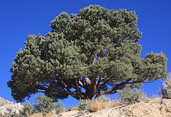Pinyon Pine Resin -      Pinus edulis - 6 Ounces of Fragrant Resin!       "The Scent Of The High Desert"  -