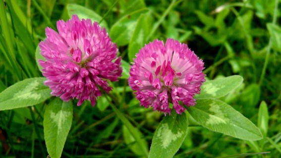RED CLOVER - Flower & Whole Plant Extract  (Trifolium pratense) - 4 Ounce Size - Ready at the end of May/2022