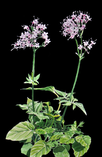 Valerian - Valeriana acutaloba/arizonca -  4 Ounce Extract -