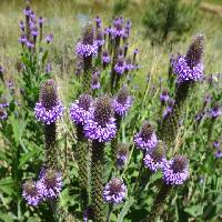 Blue Vervain - Verbena macdougalii - 8 Ounces - Dry Plant