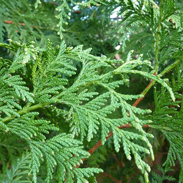 Western Red Cedar or Flat Leaf Cedar or Incense Cedar - Thuja plicata - 4 Ounces
