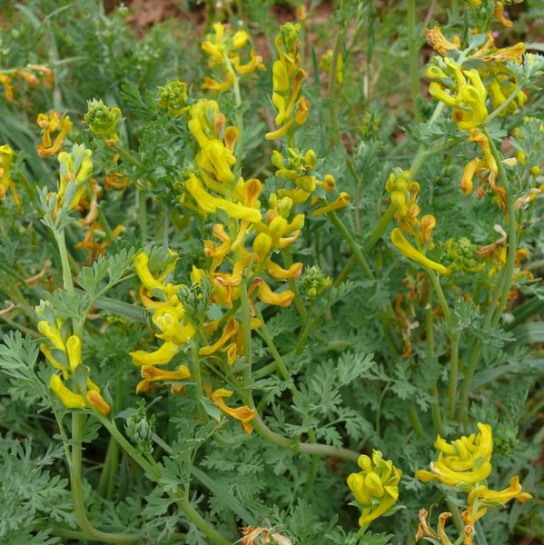 GOLDEN SMOKE - Corydalis aureus - 4 Ounce Extract (Fresh Whole Plant)