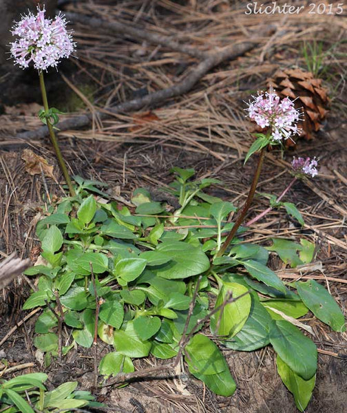 Valerian - Valeriana acutaloba/arizonca -  4 Ounce Extract -