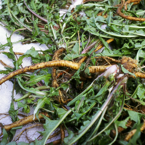 DANDELION (Taraxacum officinale) Whole Fresh Plant - Roots, Leaf and Flower - 4 Ounce Size Extract - Ready To Ship After August 1st, 2021