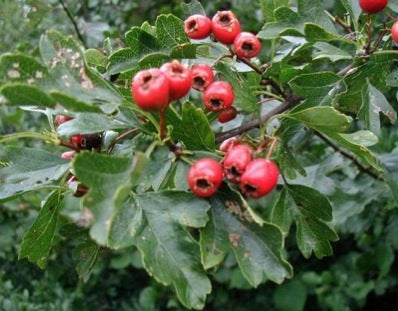 HAWTHORNE - Berry, Leaf and Flower Extract - 4 ounce size (Special Blend) -