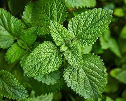 LEMON BALM - ( Melissa off. )  - Whole Fresh Plant Extract - 2 Ounce Size -  Available After June 15th,  2022