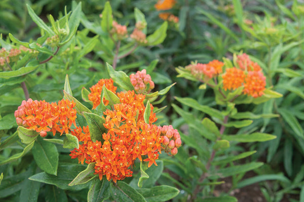 PLEURISY ROOT Asclepias tuberosa Extract - 4 Ounce Size