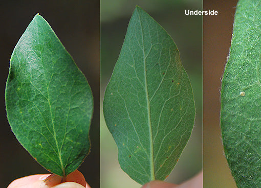 SILK TASSEL - Garrya wrightii - Dry Leaf  2 Ounce Size