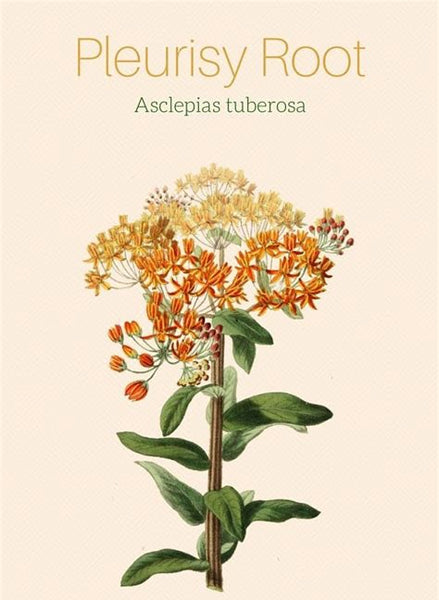 PLEURISY ROOT Asclepias tuberosa Extract - 4 Ounce Size