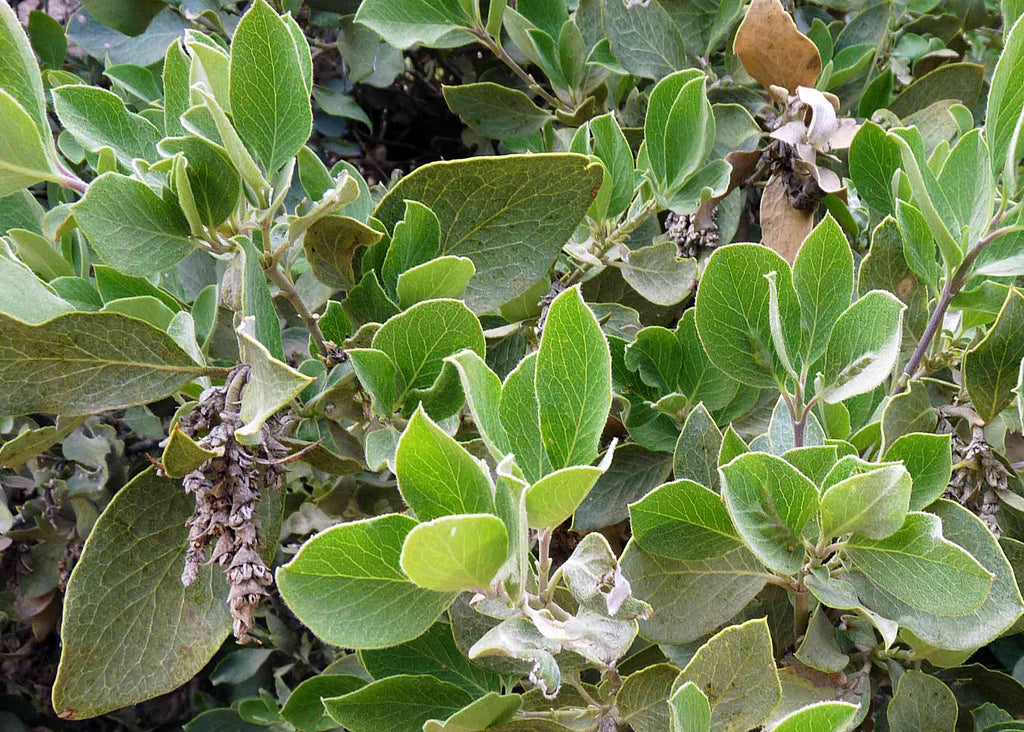 SILK TASSEL - Garrya wrightii - Dry Leaf  2 Ounce Size