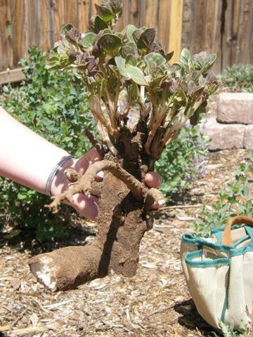 FRESH MARAVILLA ROOT - Mirabilis multiflora and Mirabilis longiflora Fresh Roots - 1 Pound -  Next Availability Late JUNE /2022