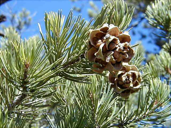 Pinyon Pine Resin -      Pinus edulis - 6 Ounces of Fragrant Resin!       "The Scent Of The High Desert"  -