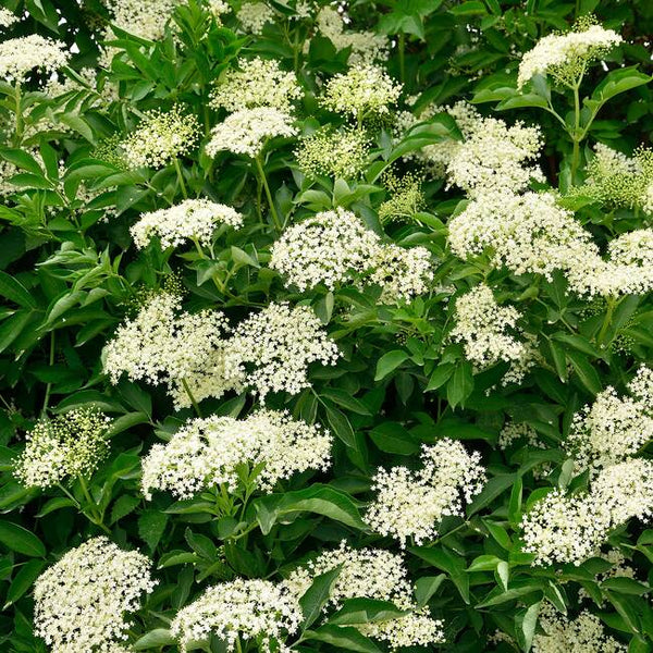 ELDER FLOWER - (Sambucus nigra) - Wildcrafted Fresh Flower Extract - 4 Ounce Size