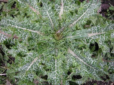 MILK THISTLE SEED -  Silybum marianum -  4 Ounce Extract