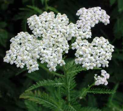 Yarrow - Achillea millefolium - 6 Ounces (dry)