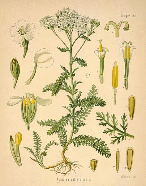 Yarrow - Achillea millefolium - 6 Ounces (dry)